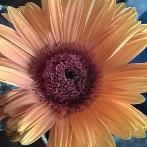 Meet your Posher, Rajneet